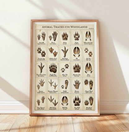 Animal tracks in the woodlands educational poster styled for a nursery room