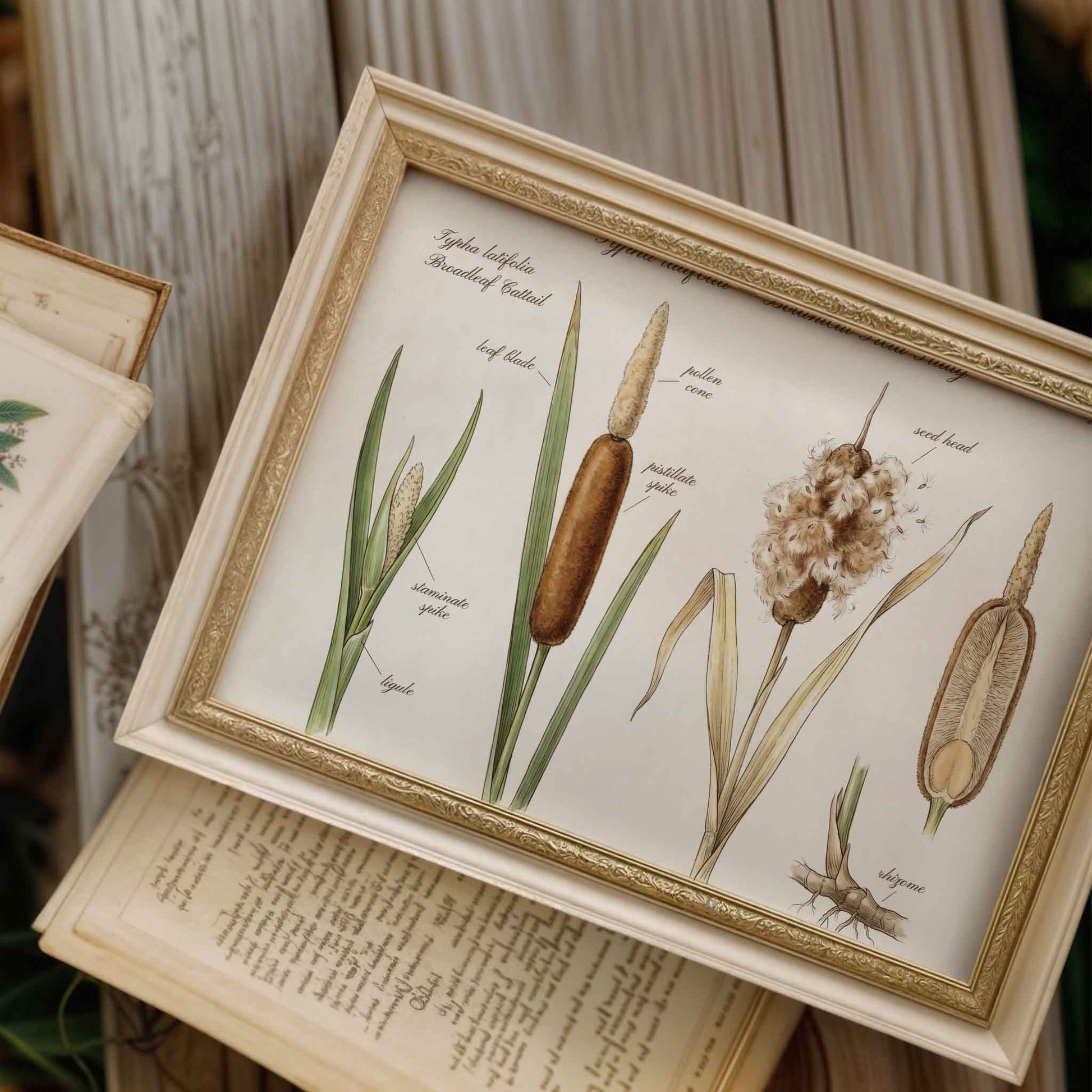 Vintage botanical cattail plate print styled for a duck hunting nursery room