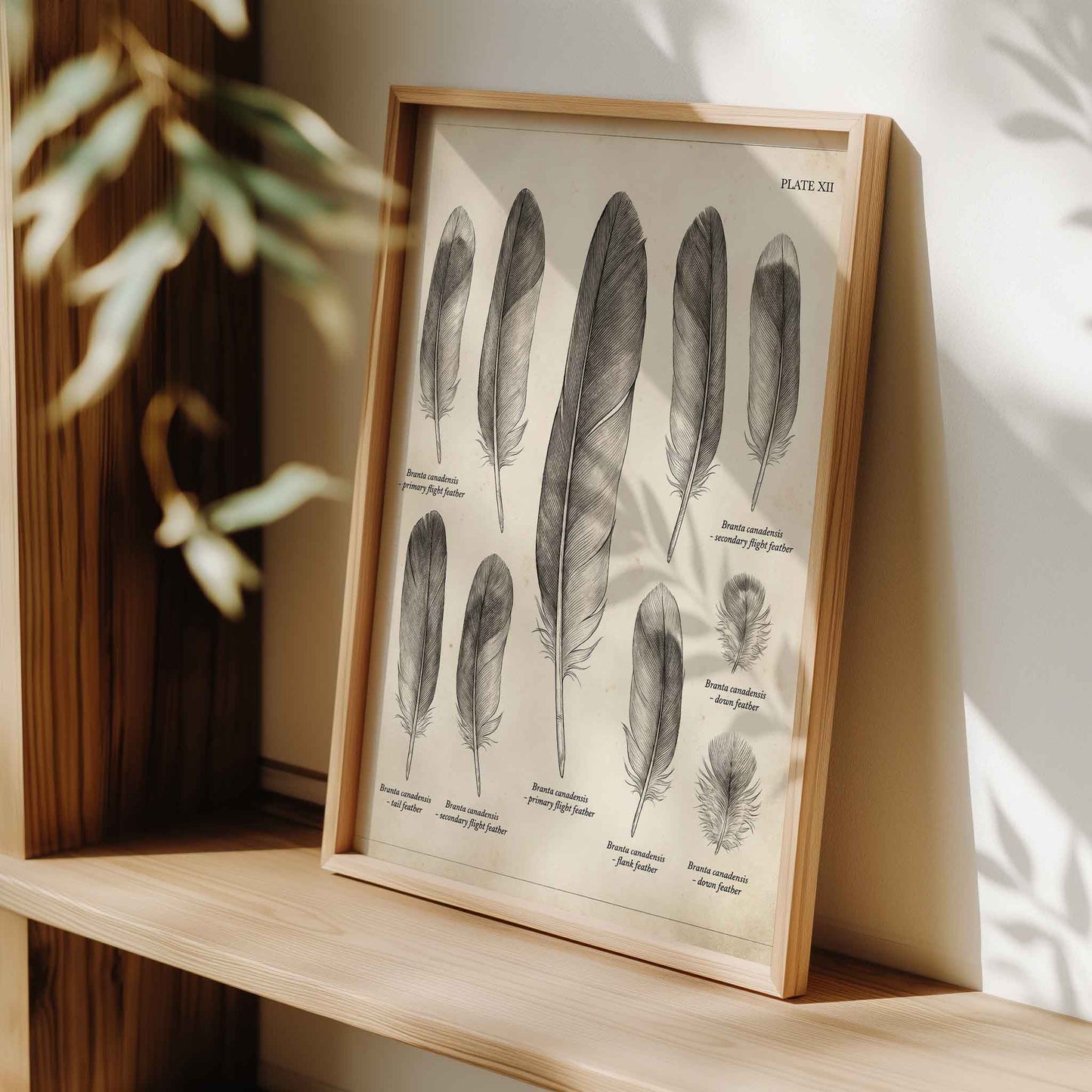 Vintage feather field chart print styled for a duck hunting nursery room