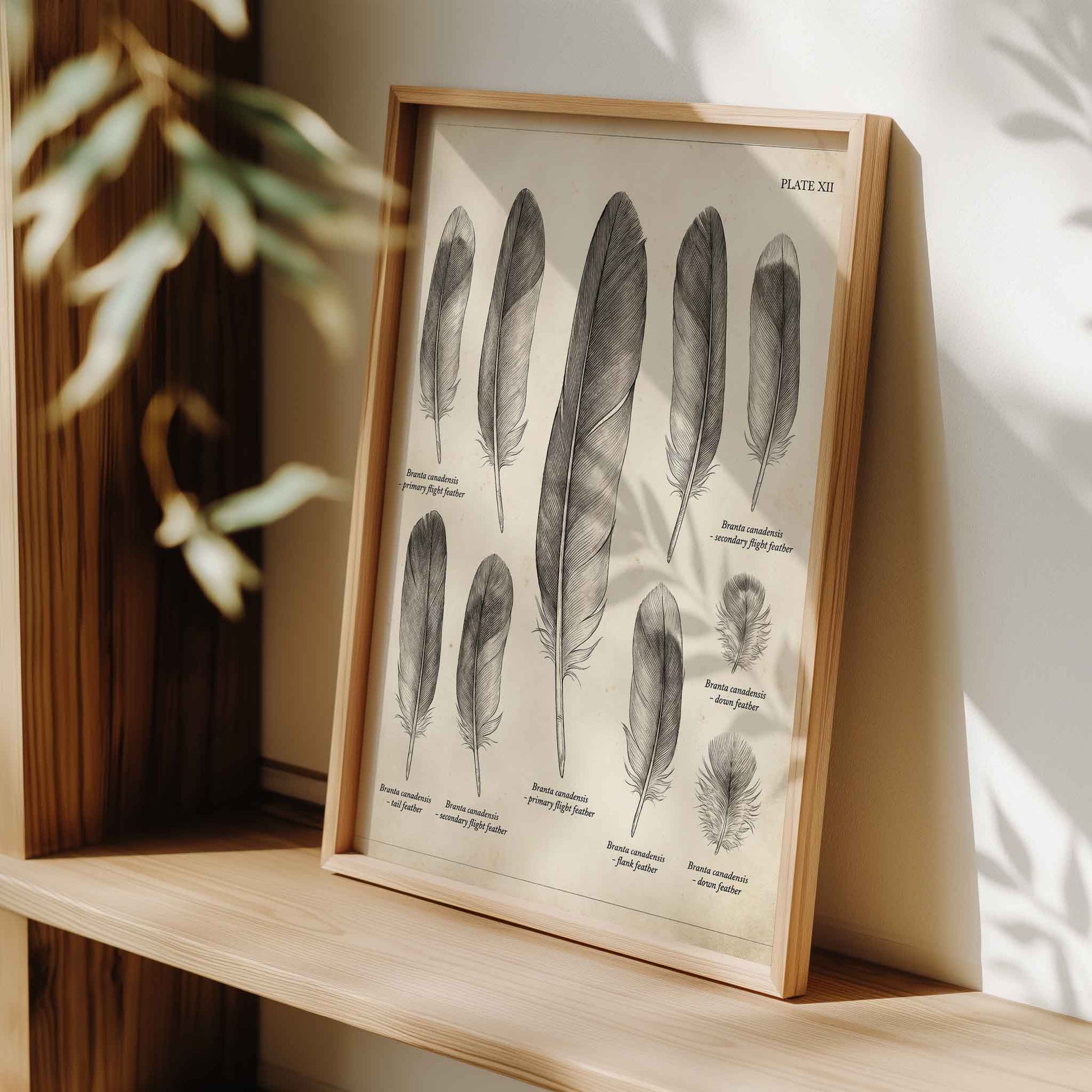 Vintage feather field chart print styled for a duck hunting nursery room