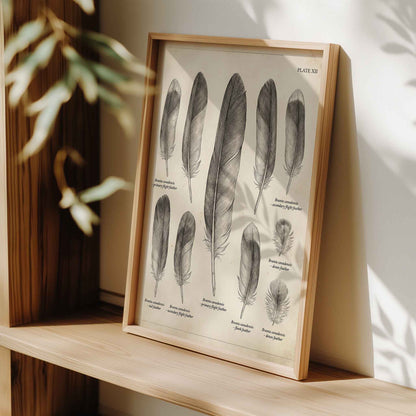 Vintage feather field chart print styled for a duck hunting nursery room