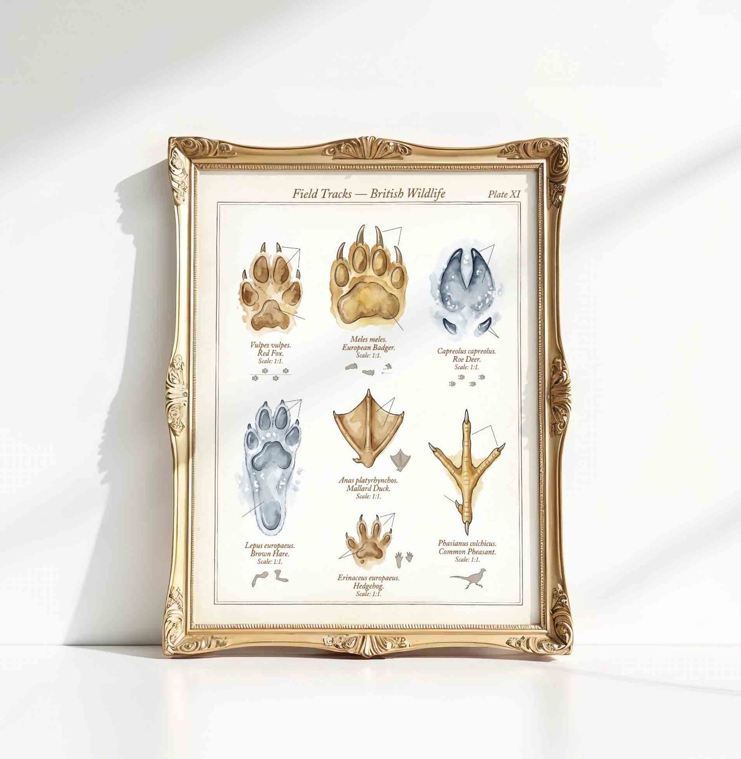 Vintage botanical feather and tracks specimen plate styled for a nature nursery room
