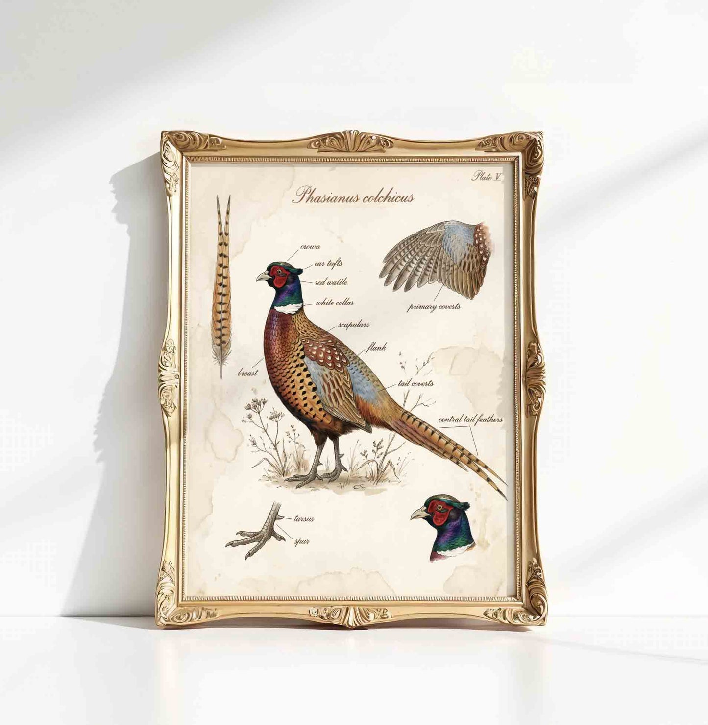 Vintage pheasant ornithological print for a hunting lodge boys nursery gallery wall