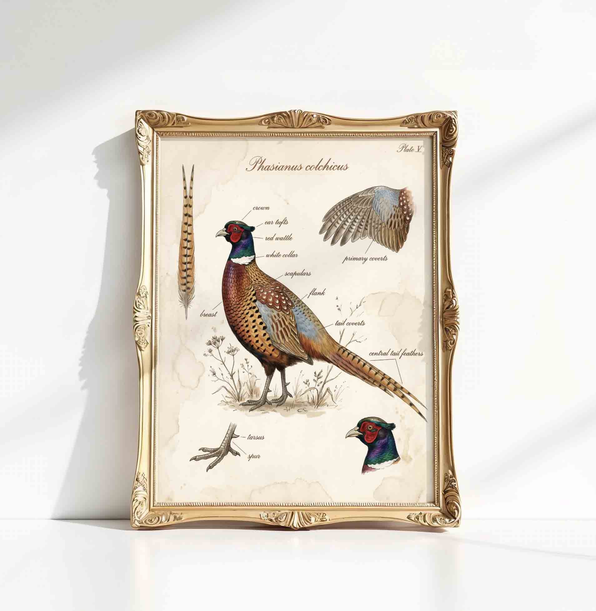 Vintage pheasant ornithological print for a hunting lodge boys nursery gallery wall