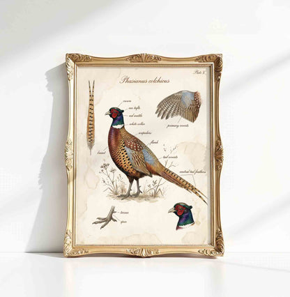 Vintage pheasant ornithological print for a hunting lodge boys nursery gallery wall